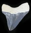 Serrated  Bone Valley Megalodon Tooth #22928-2